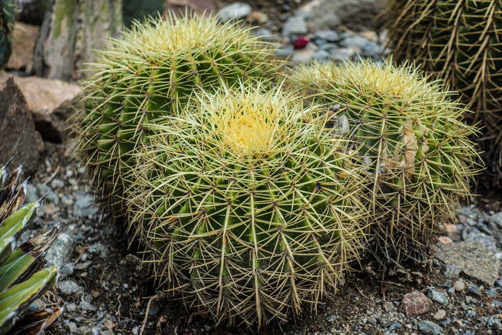 Meran - Gärten von Schloss Trauttmansdorff