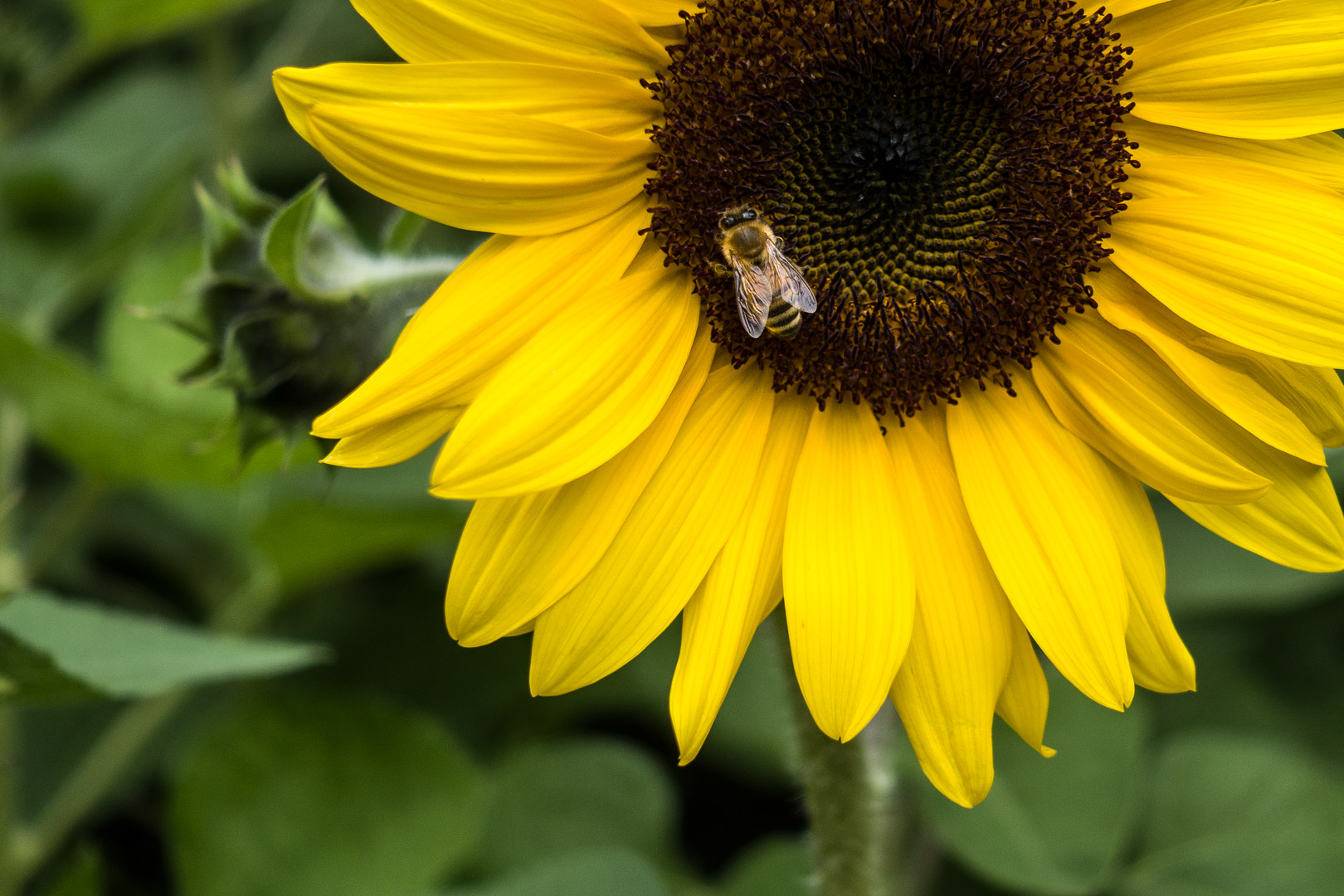 Meran - Gärten von Schloss Trauttmansdorff
