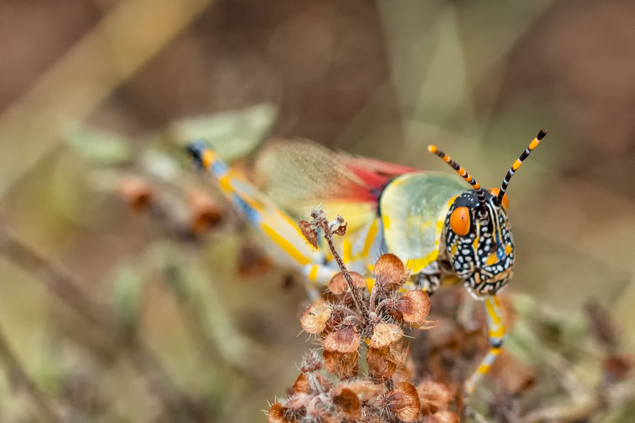 Balule Nature Reserve