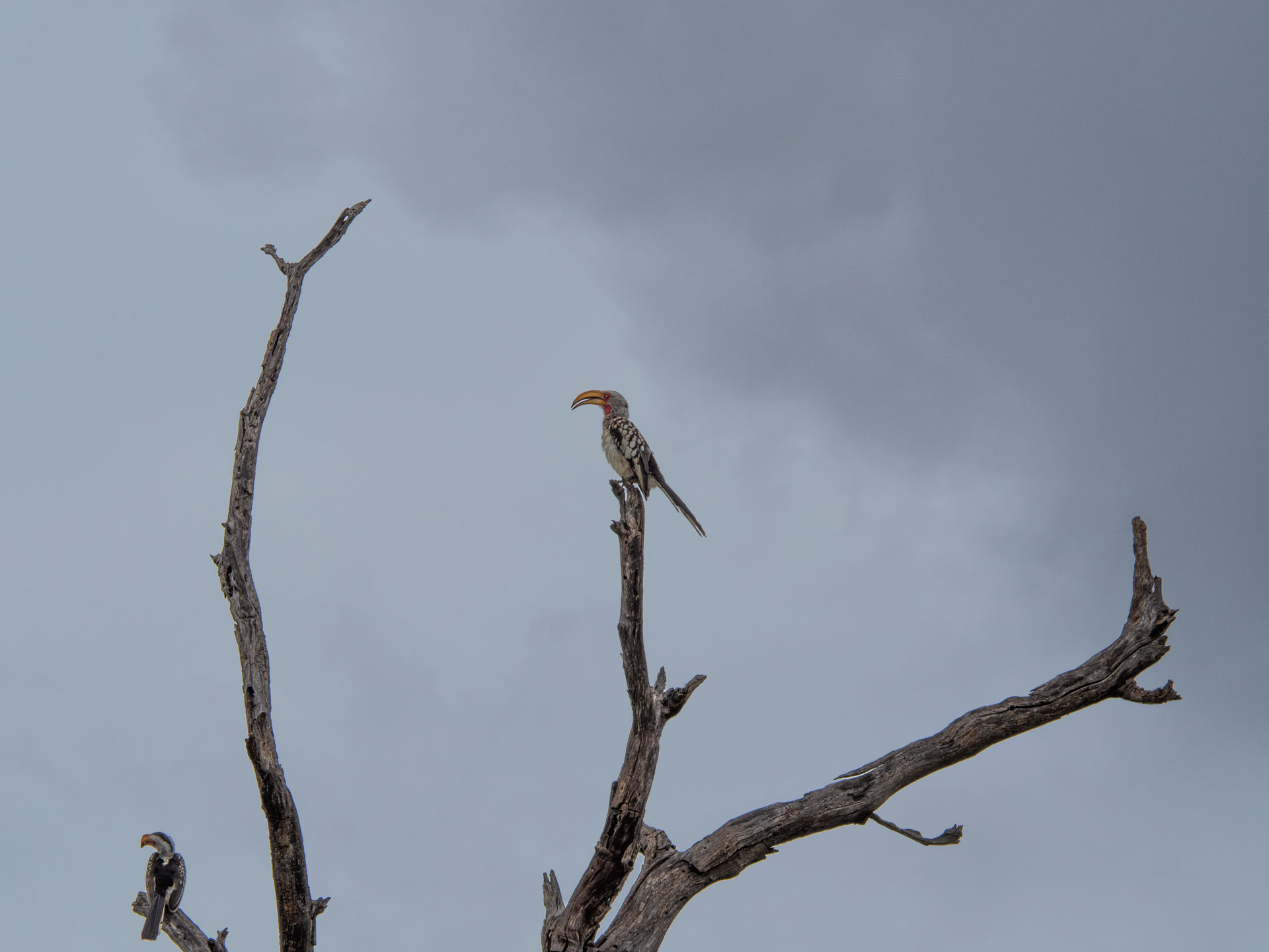 Balule Nature Reserve