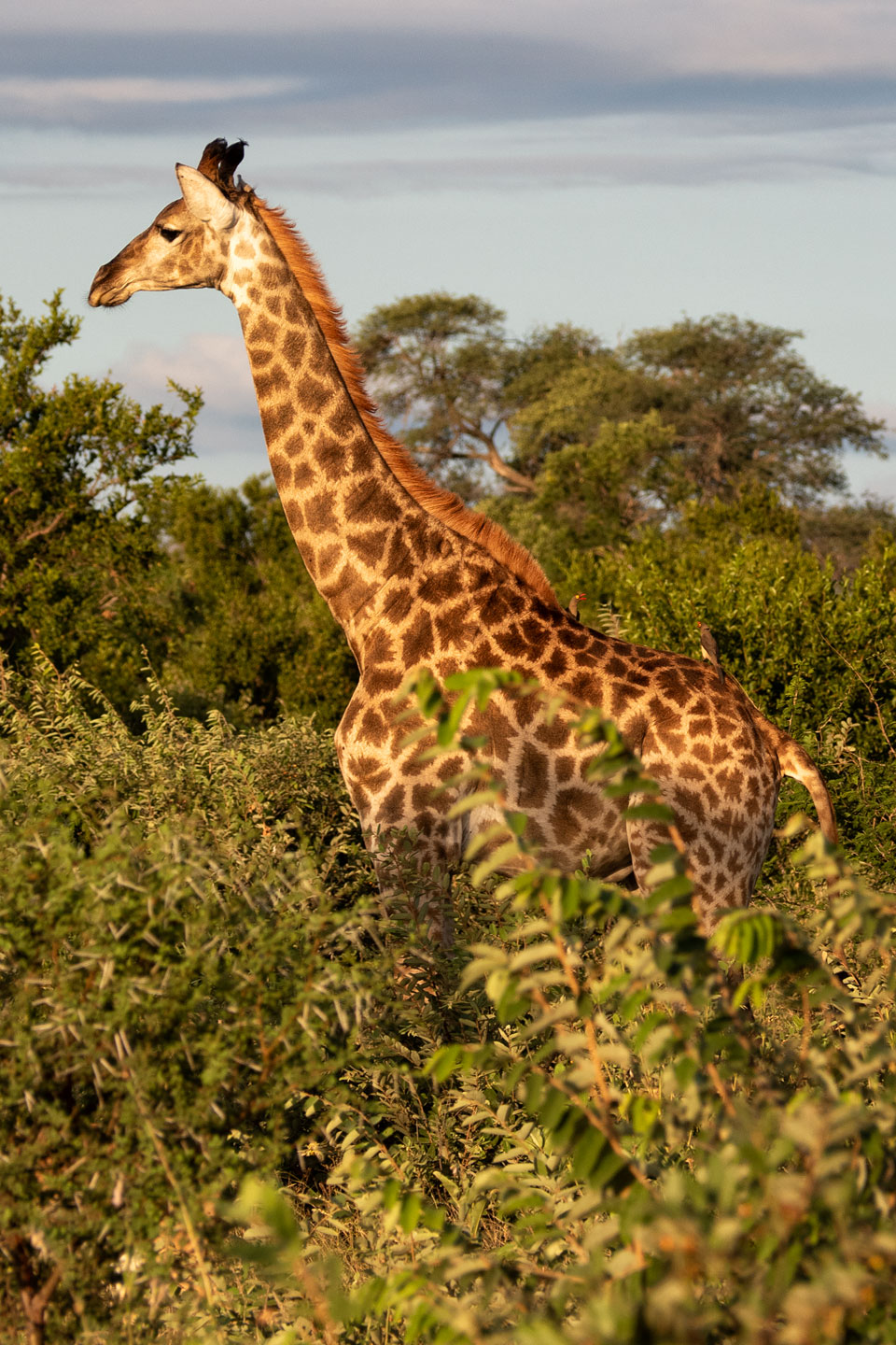 Balule Nature Reserve