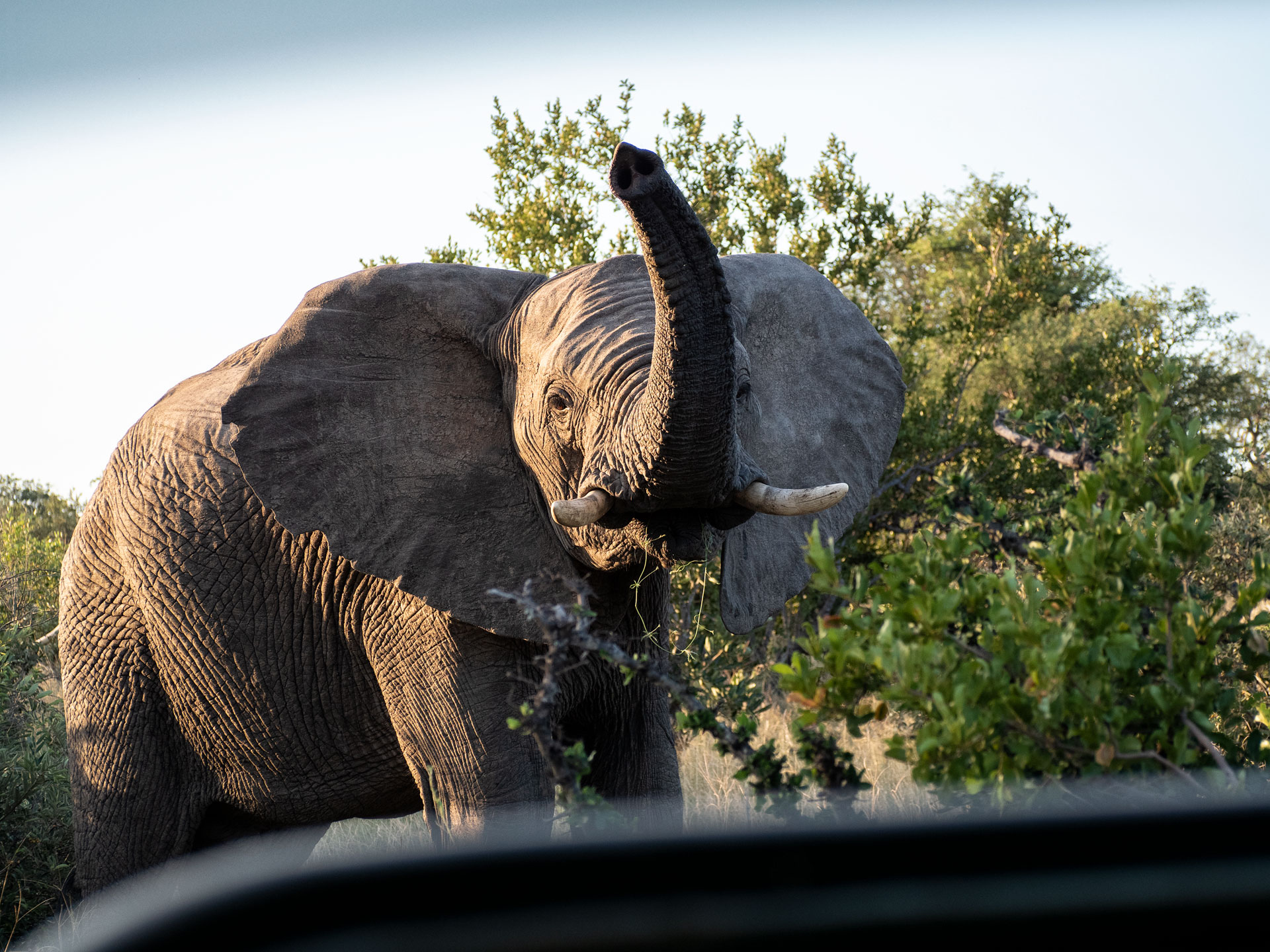 Balule Nature Reserve