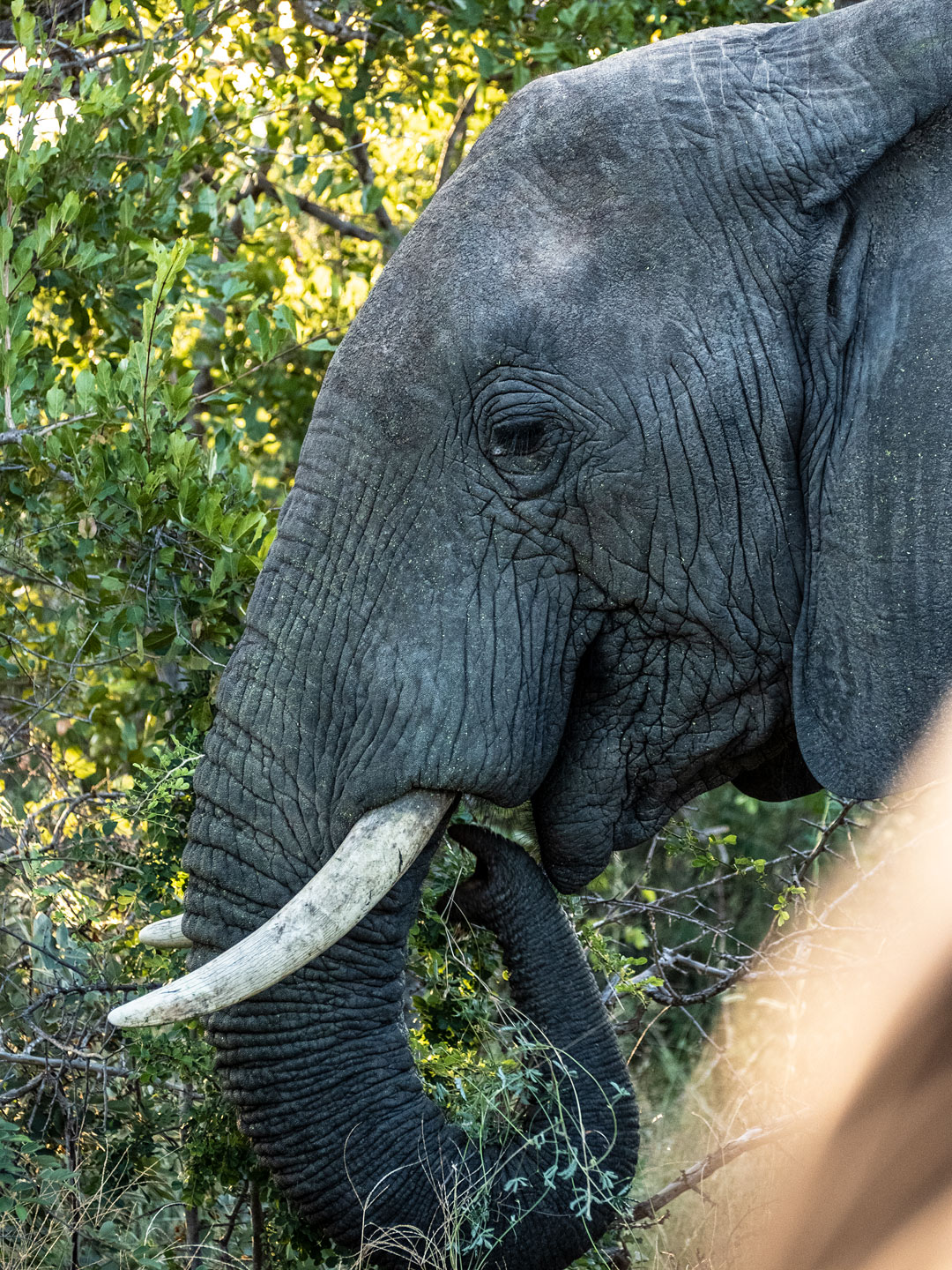 Balule Nature Reserve