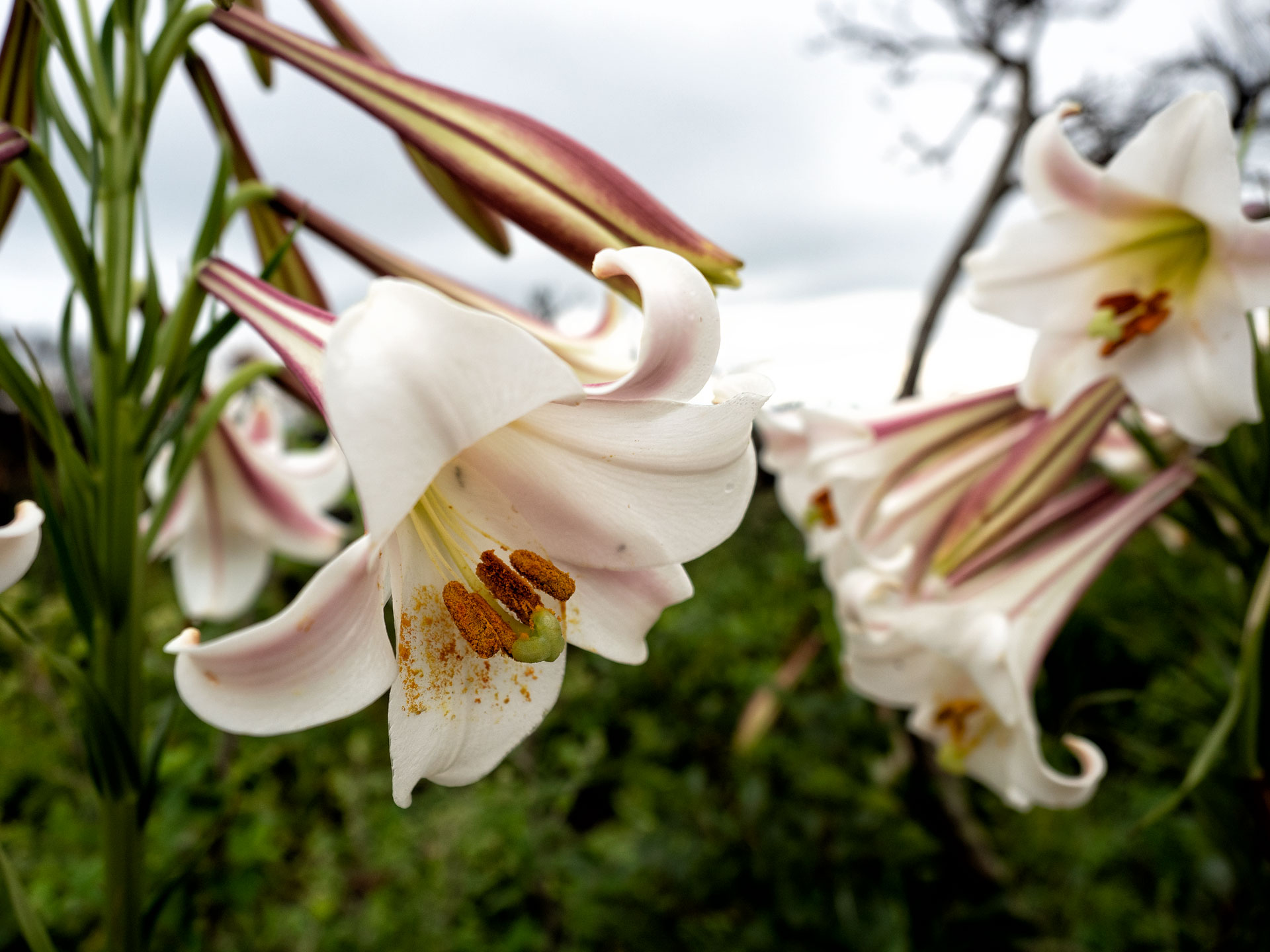 God's Window Mpumalanga