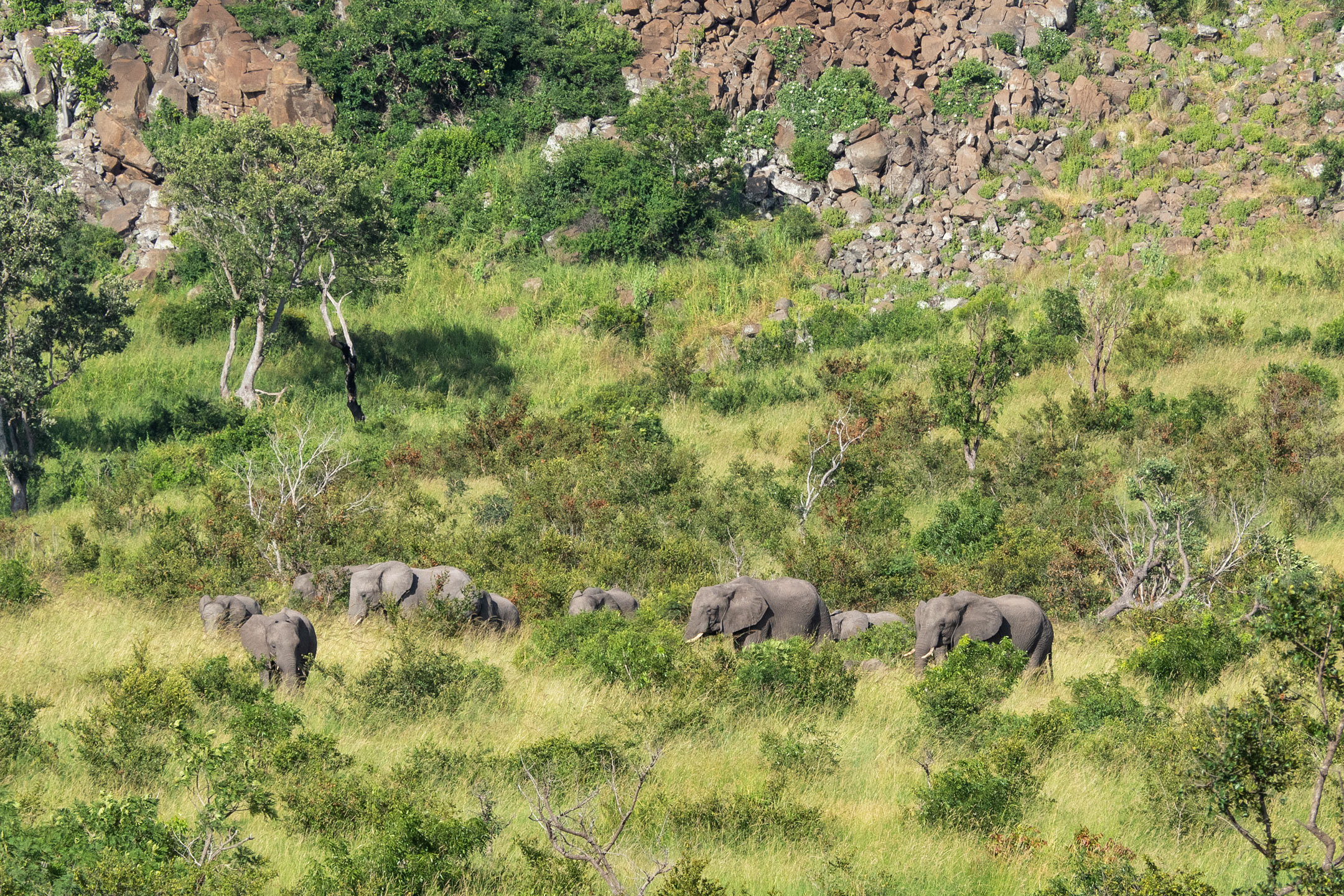 Krüger National Park