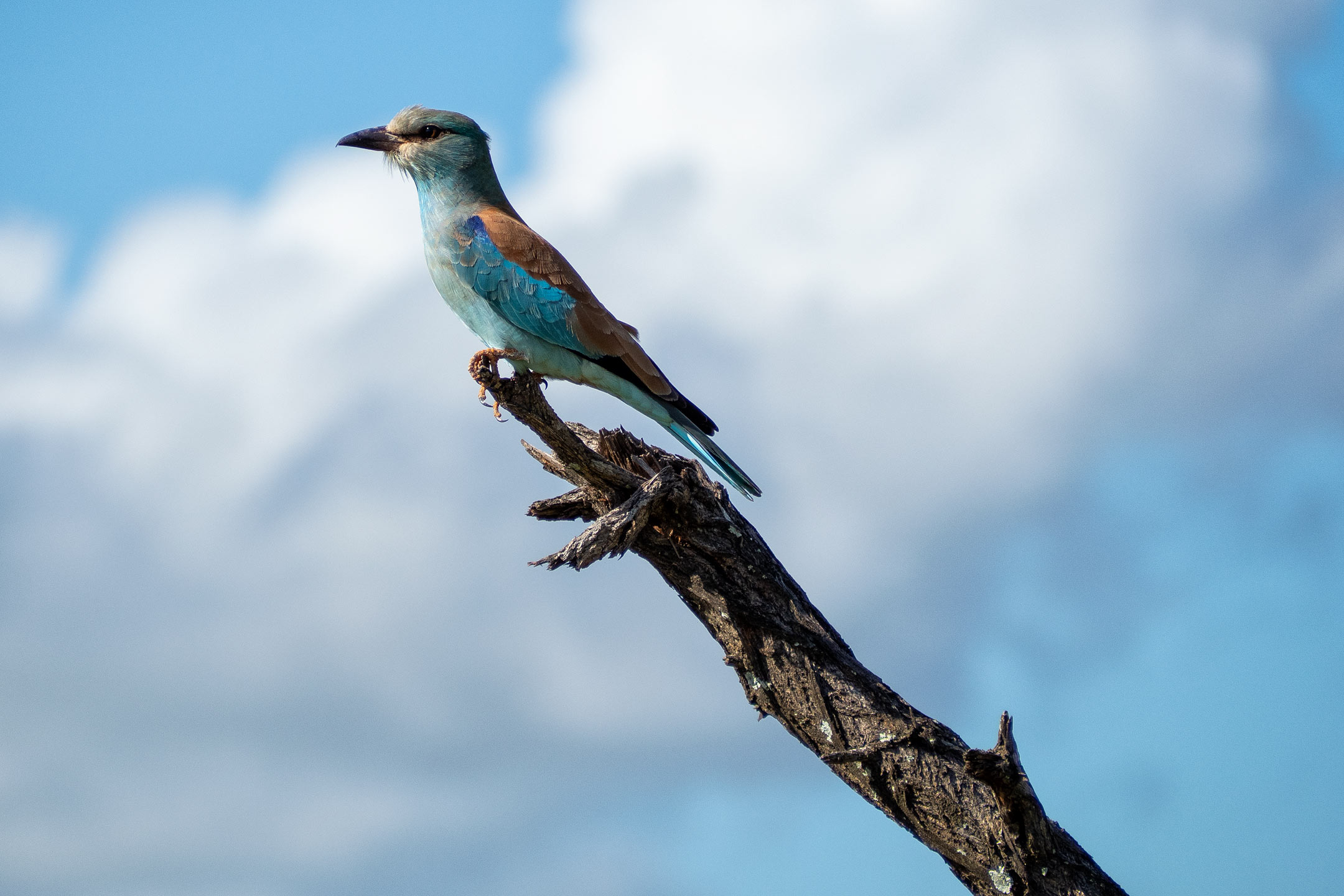 Krüger National Park