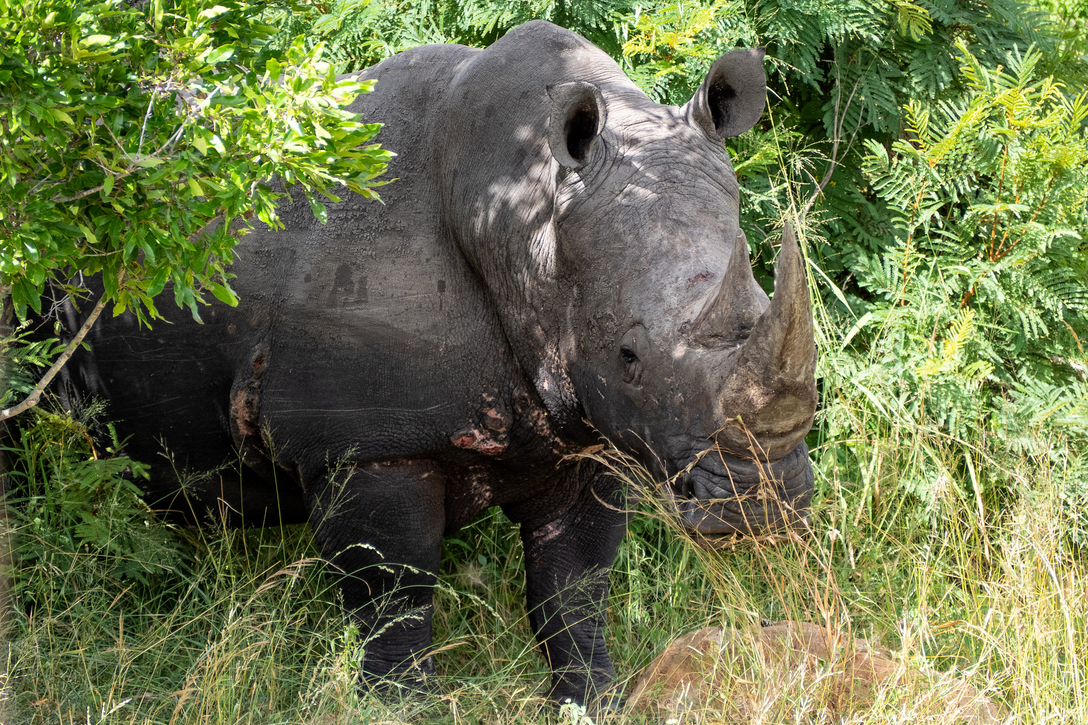 Krüger National Park