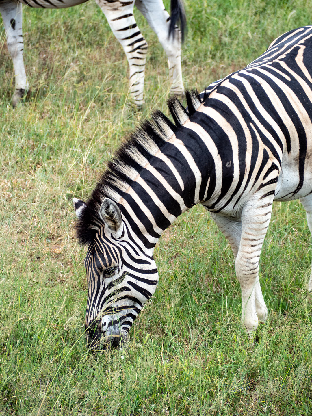 Krüger National Park