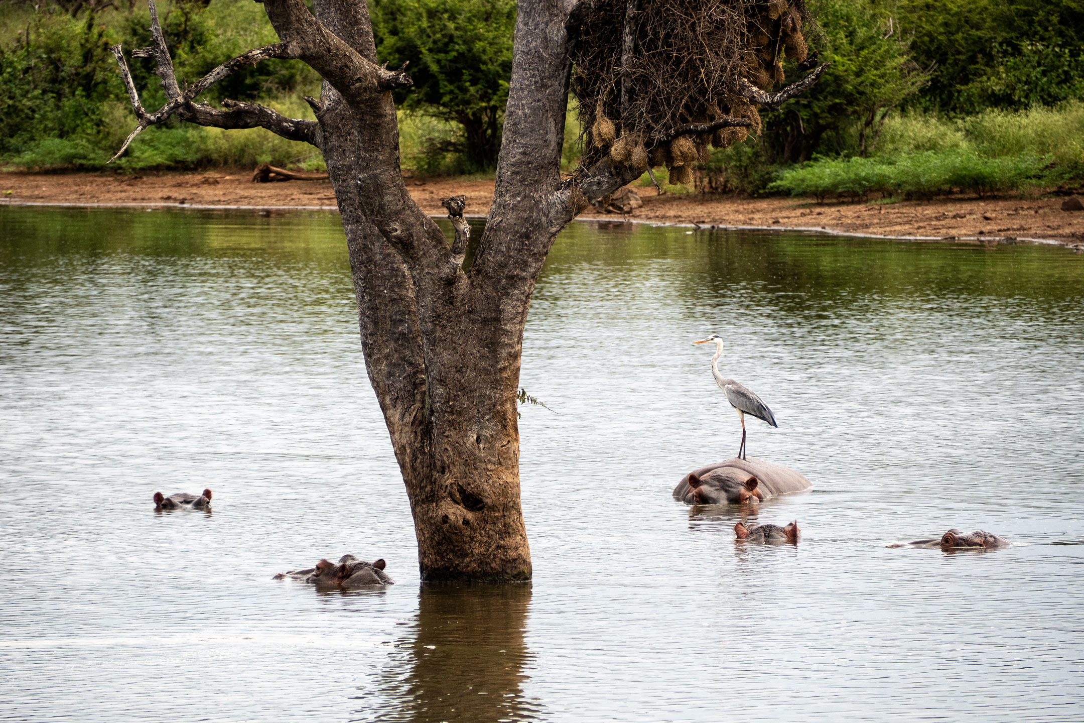 Krüger National Park