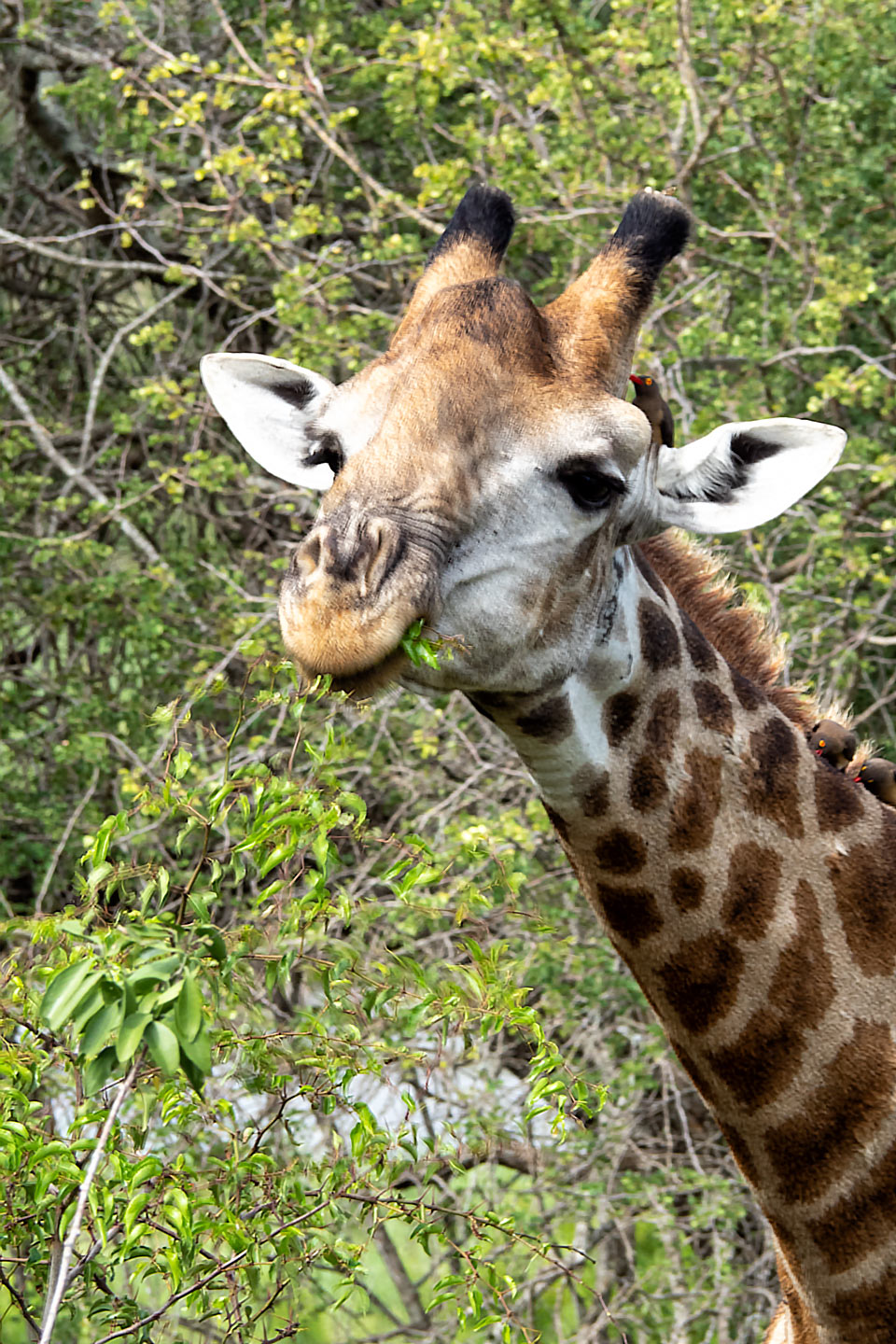 Krüger National Park