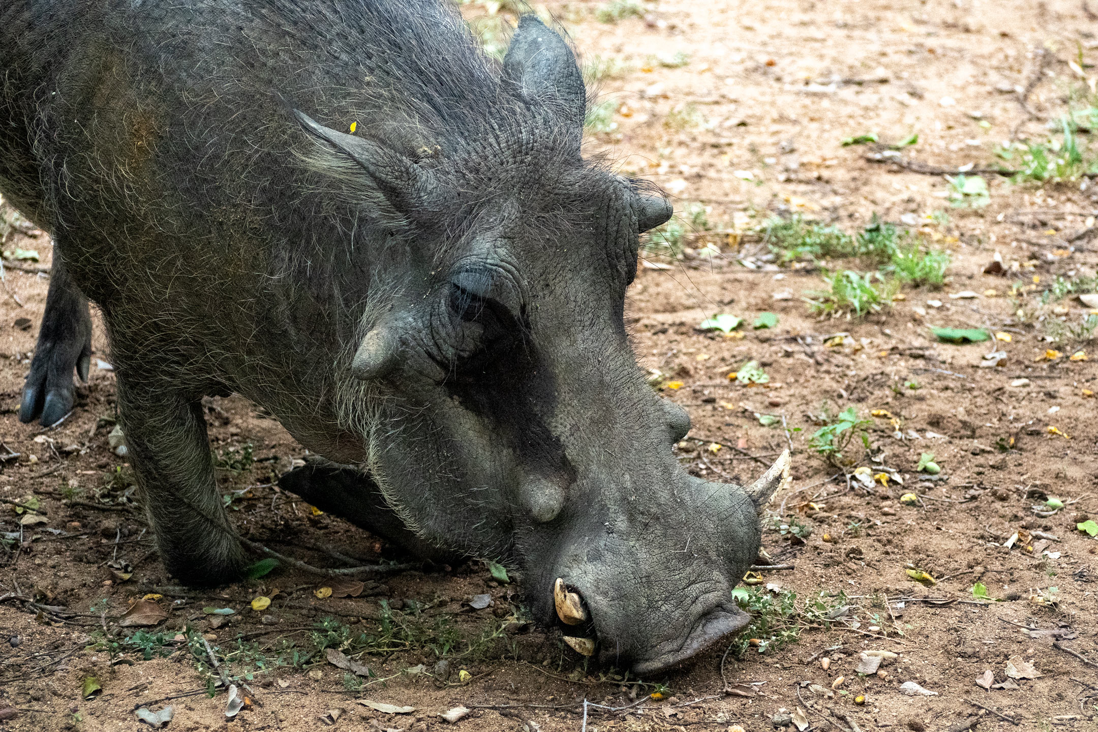 Krüger National Park