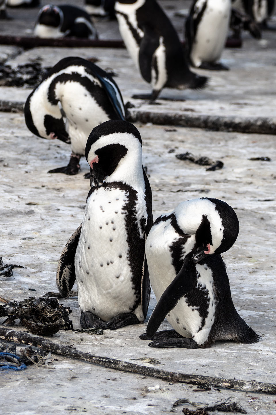 Stony Point Nature Reserve - Betty's Bay - Penguin Colony