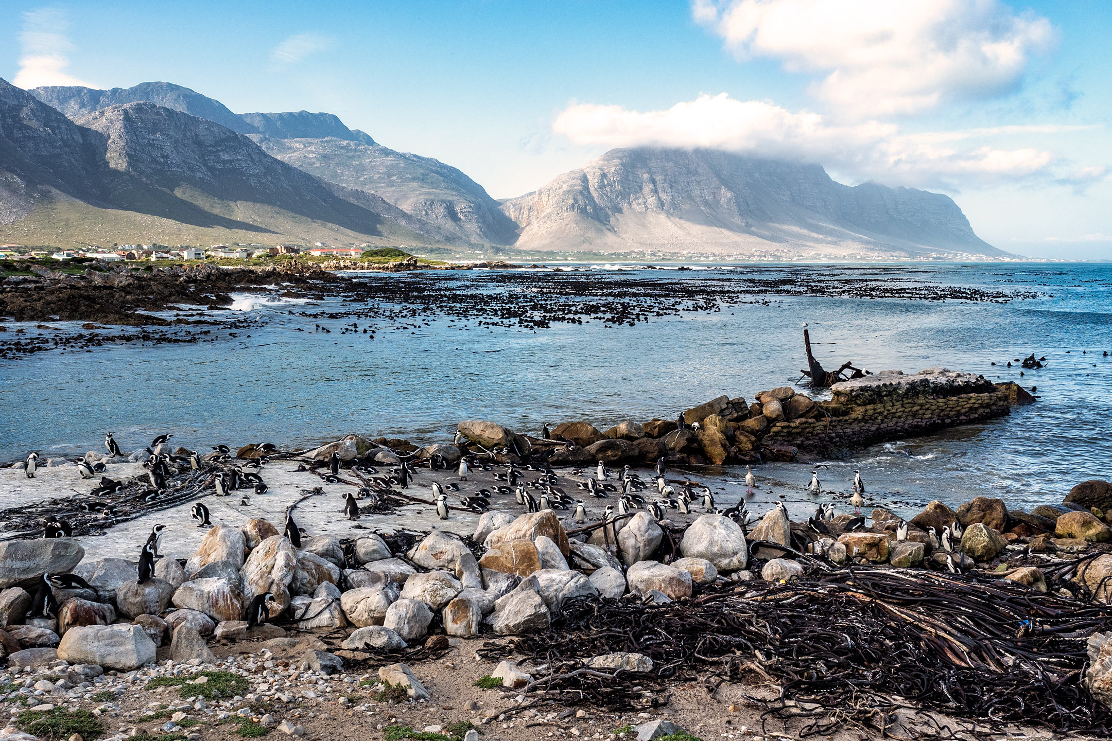 Stony Point Nature Reserve - Betty's Bay - Penguin Colony