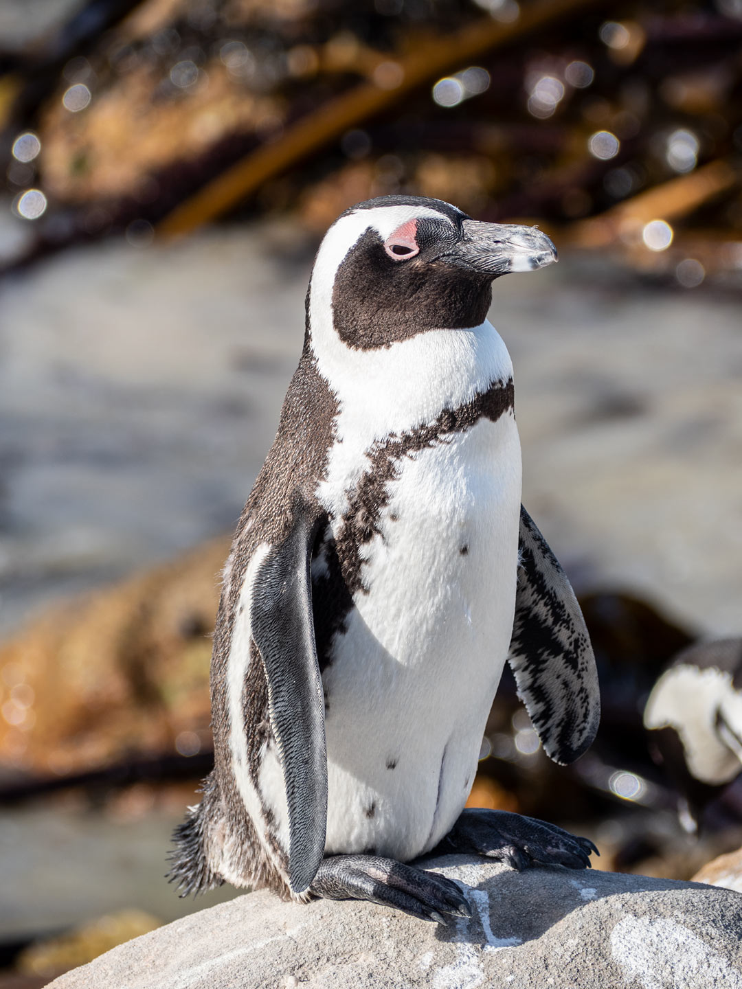 Stony Point Nature Reserve - Betty's Bay - Penguin Colony