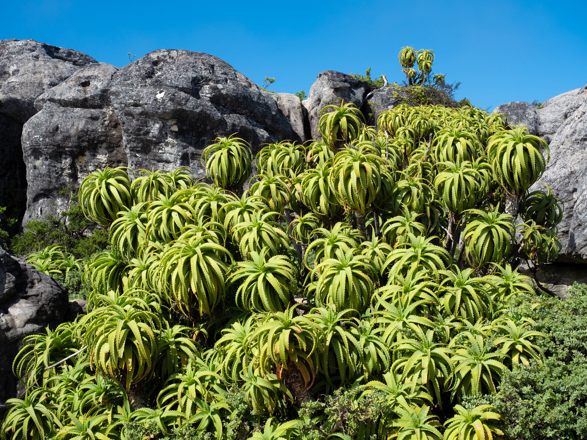 Cape Town - Cable Mountain