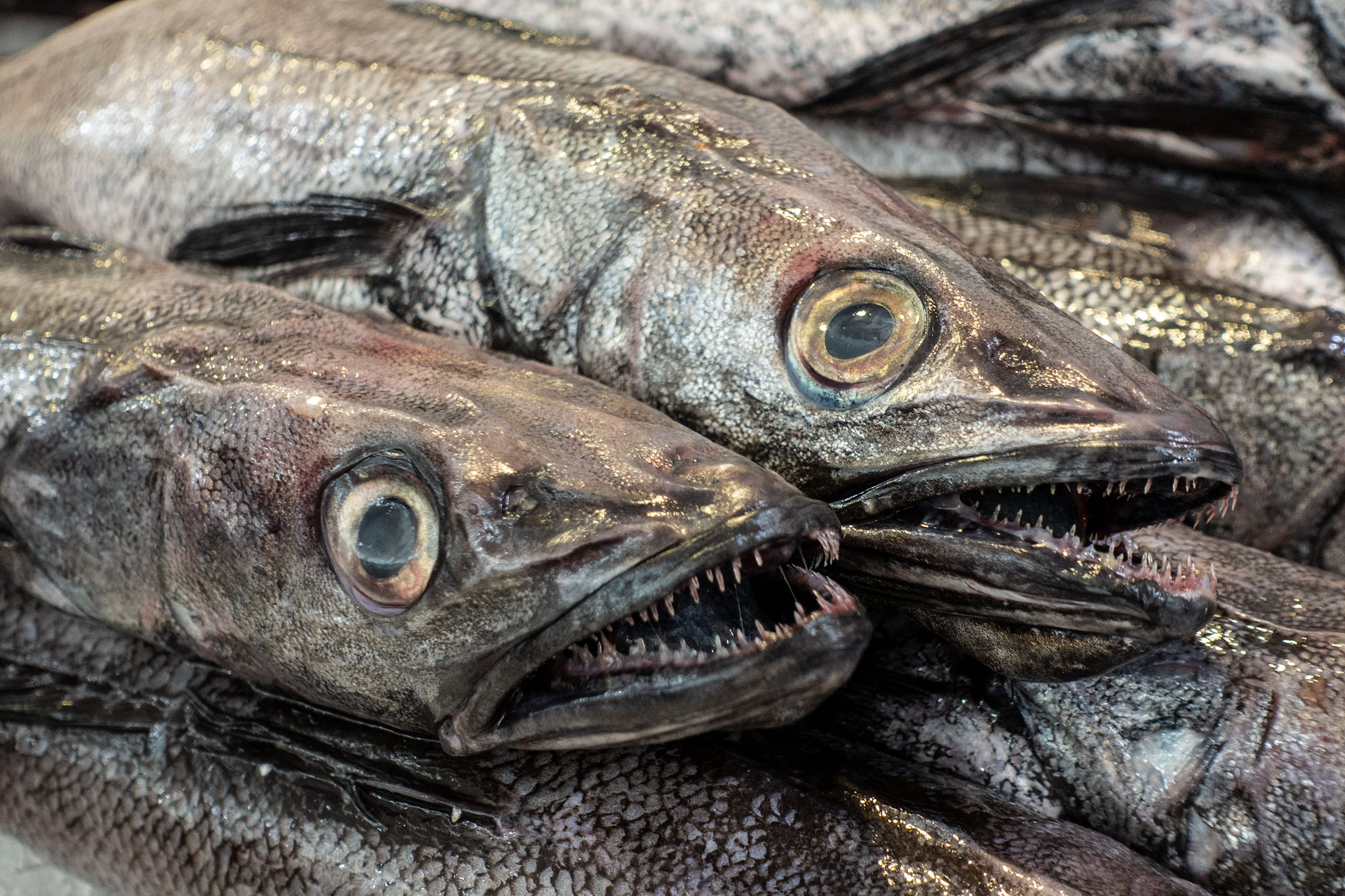 Cadiz - Markthalle - Schau mir in die Augen kleines !