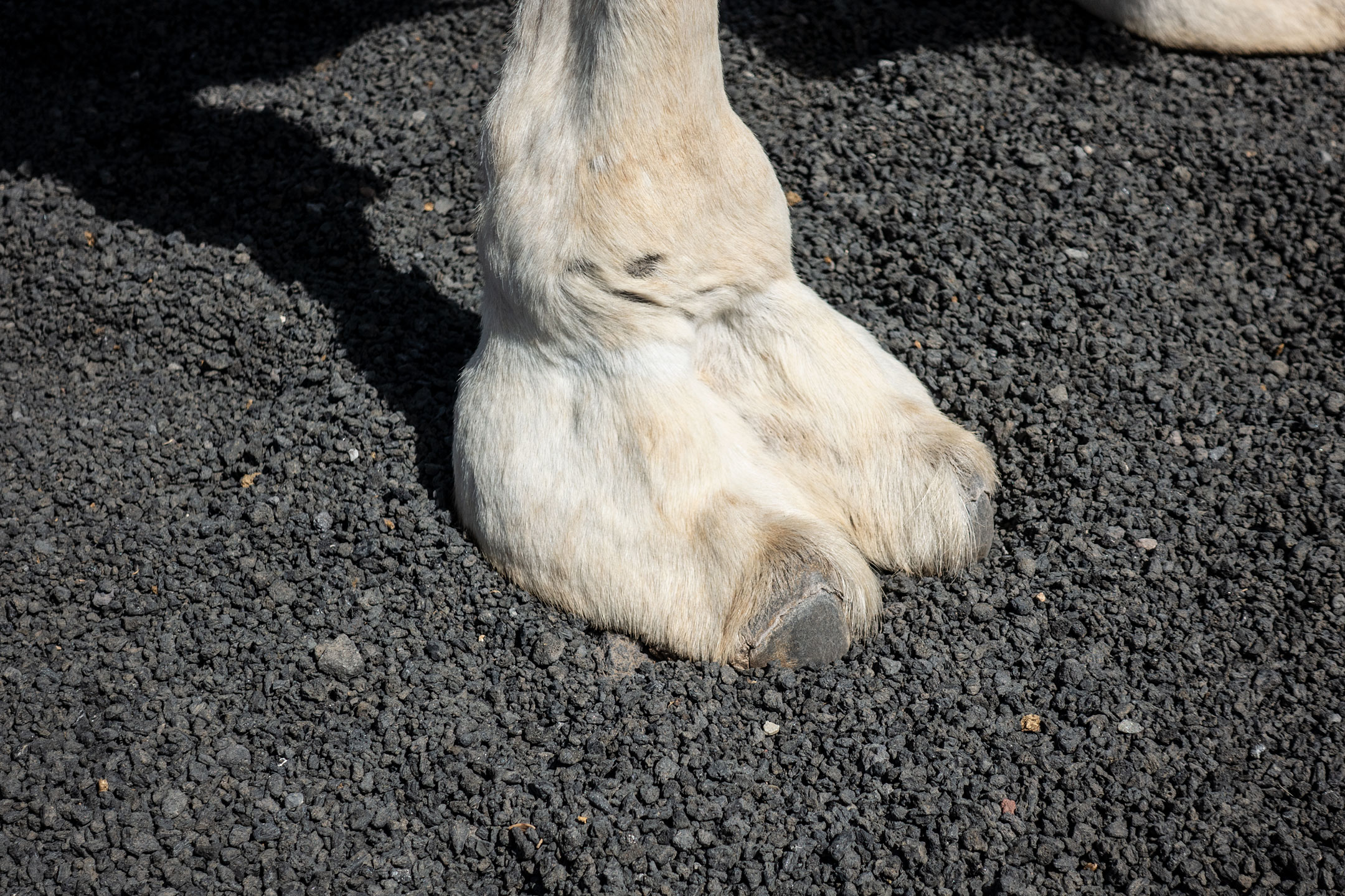 Lanzarote - Cameltoe :-)