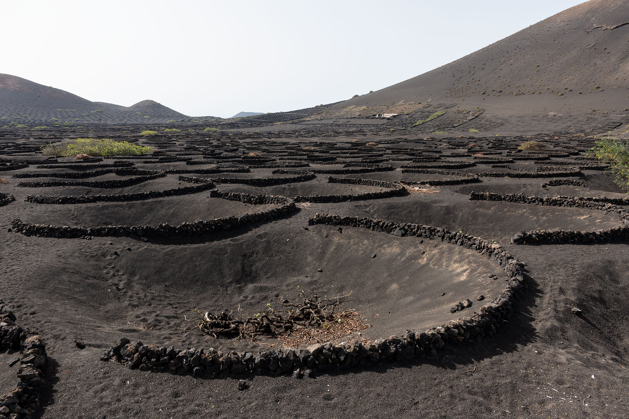 Lanzarote - Weingebiet La Geria