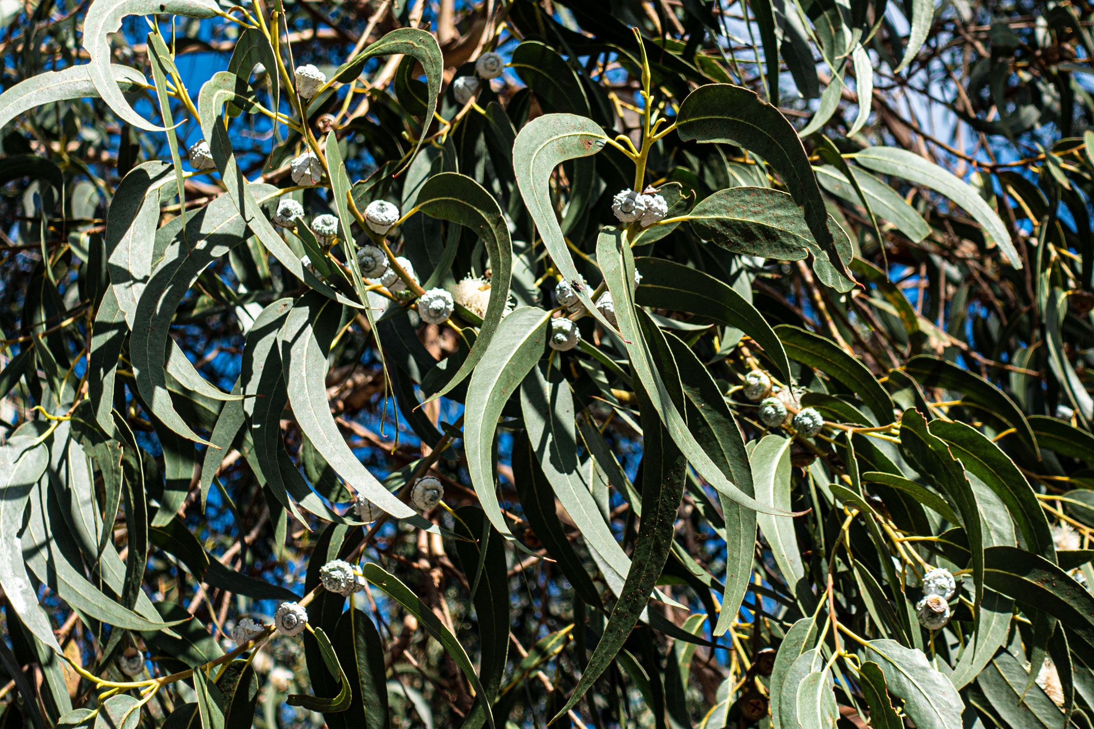 Eukalyptusknospen - Cabo Girão