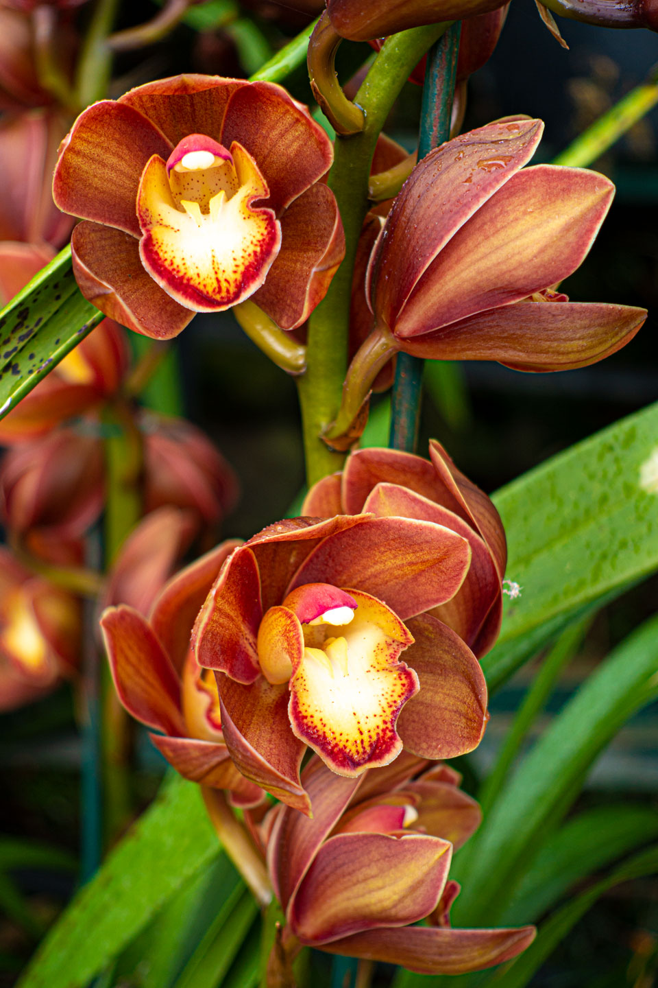 Jardim Tropical Monte Palace