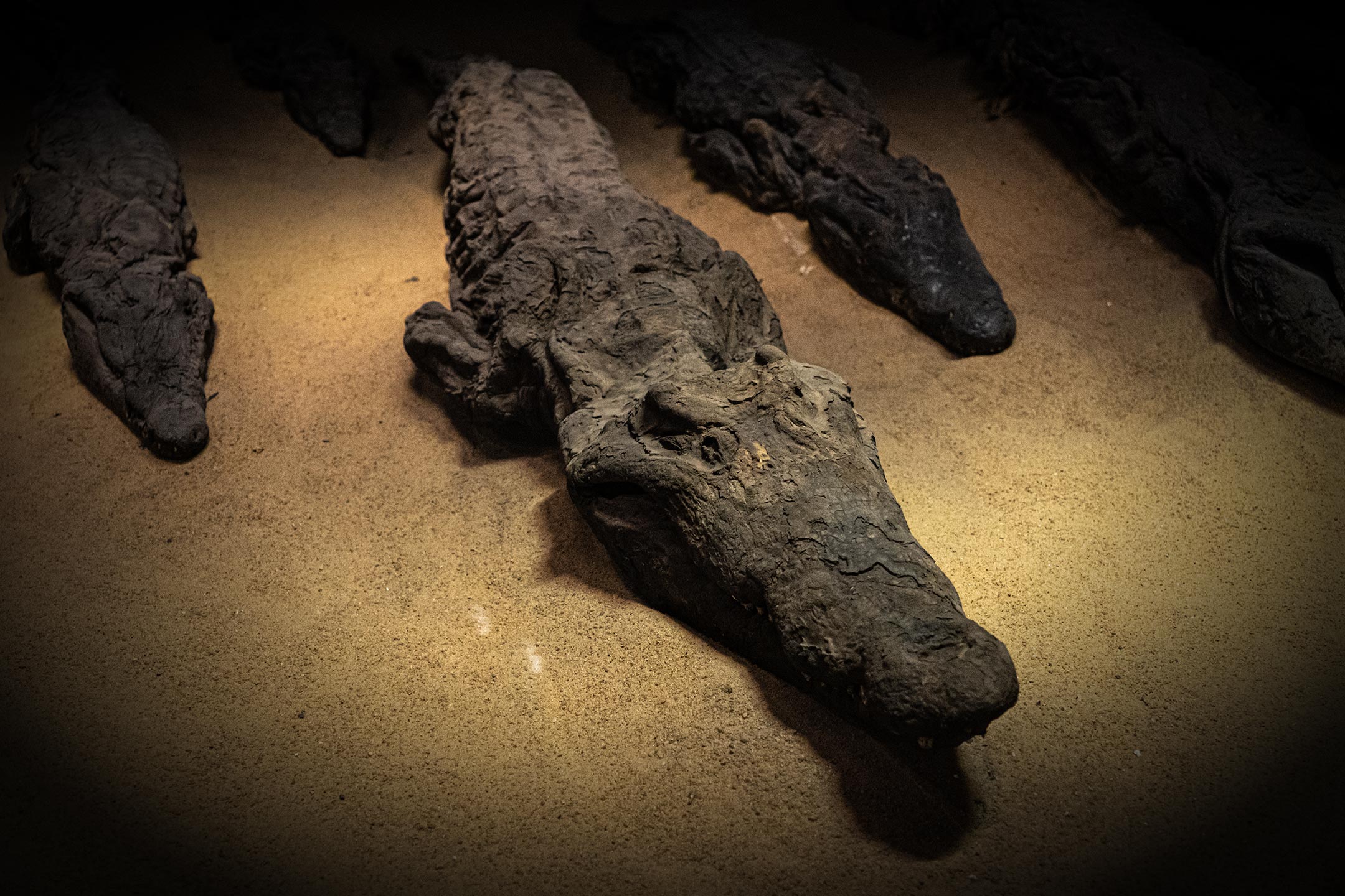 Doppeltempel von Kom Ombo (Sobek und Haroeris) - Krokodilmumie