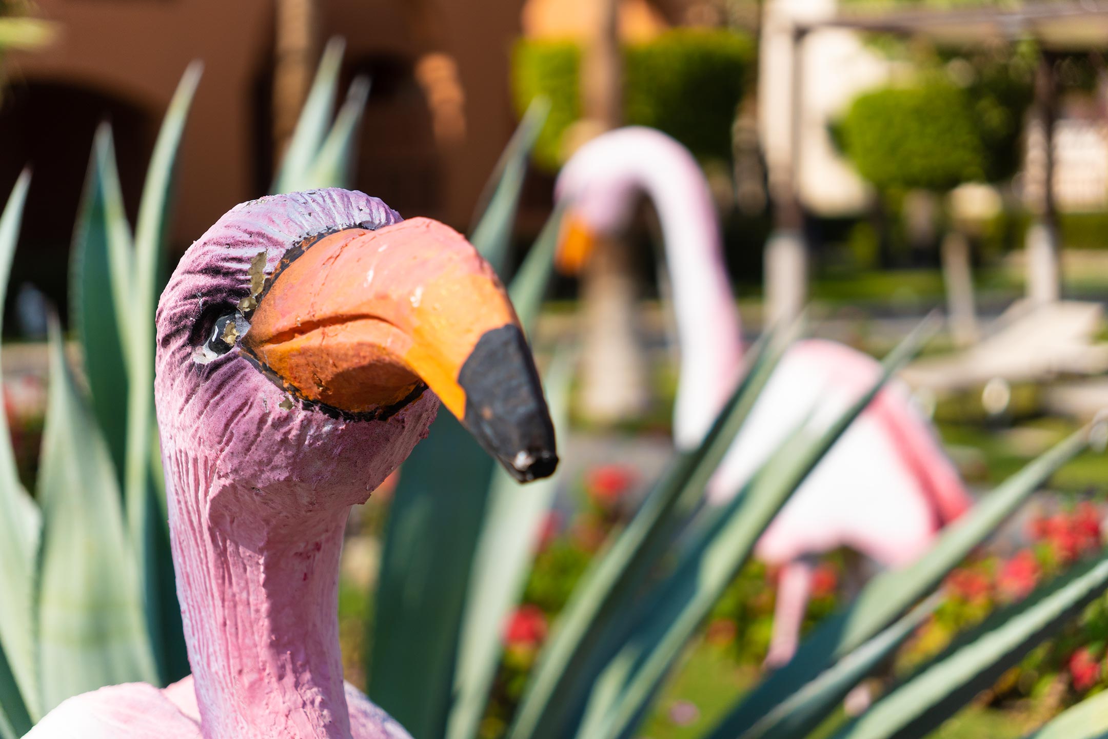 Jaz Makadina - Hurghada