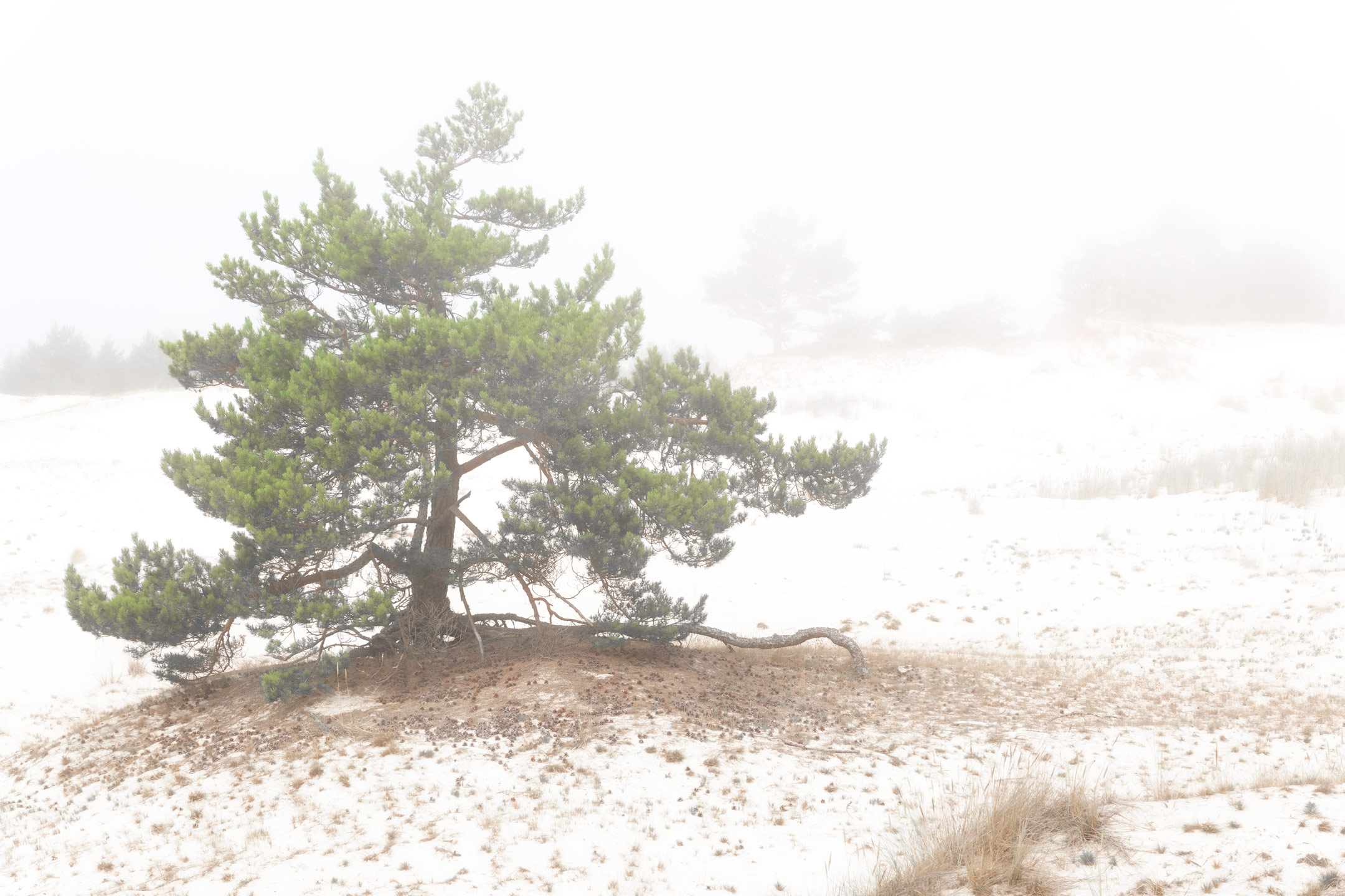 Wanderdünen - Łeba