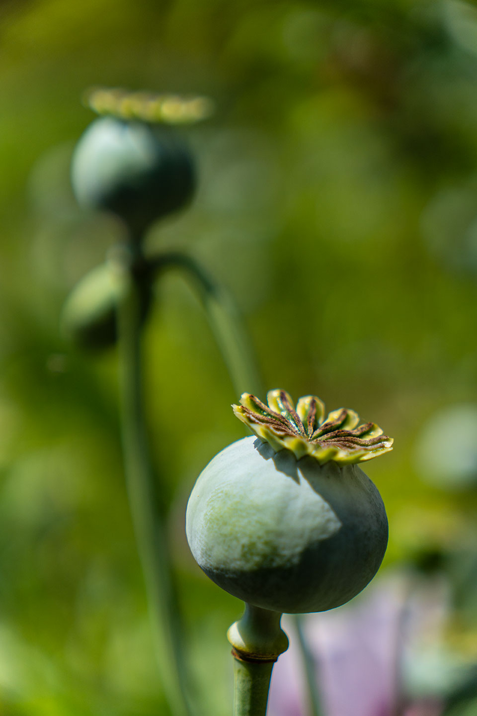 Haus von Claude Monet - Garten