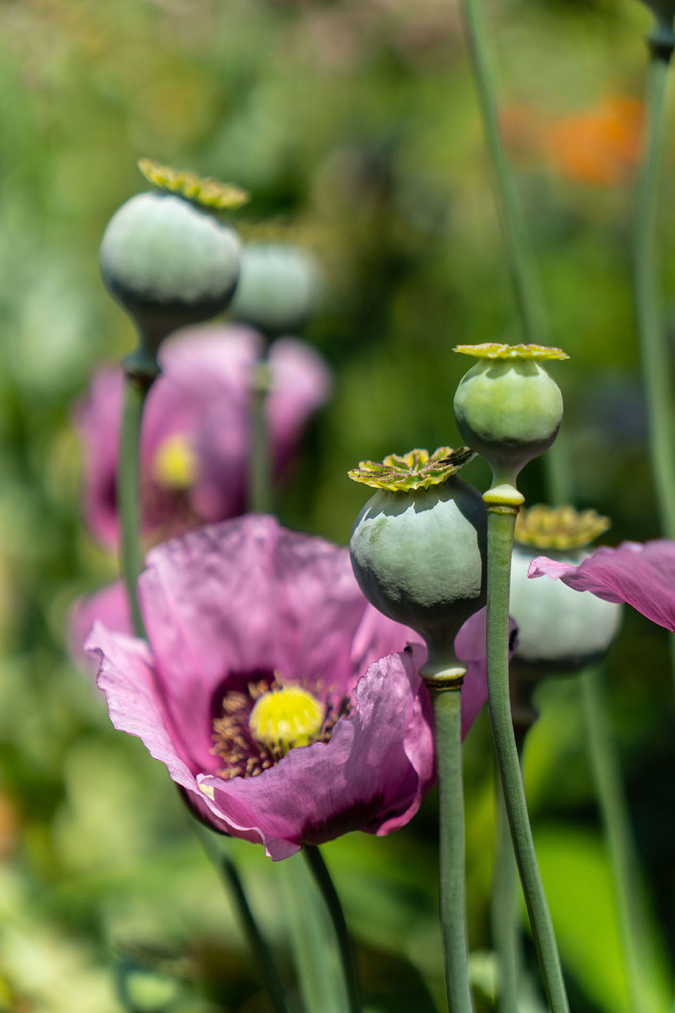 Haus von Claude Monet - Garten