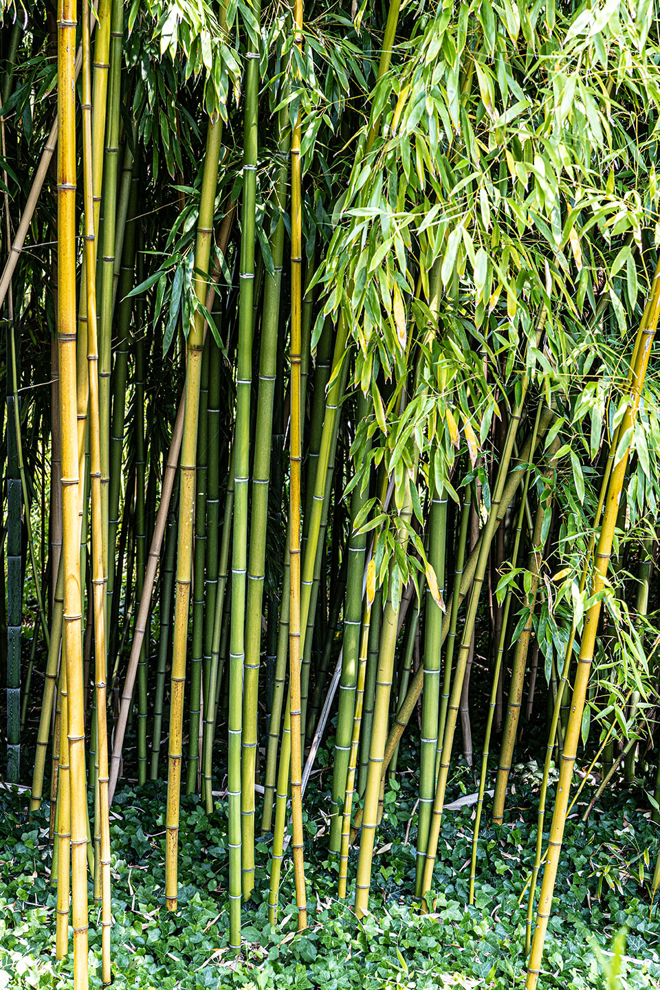 Haus von Claude Monet - Wassergarten