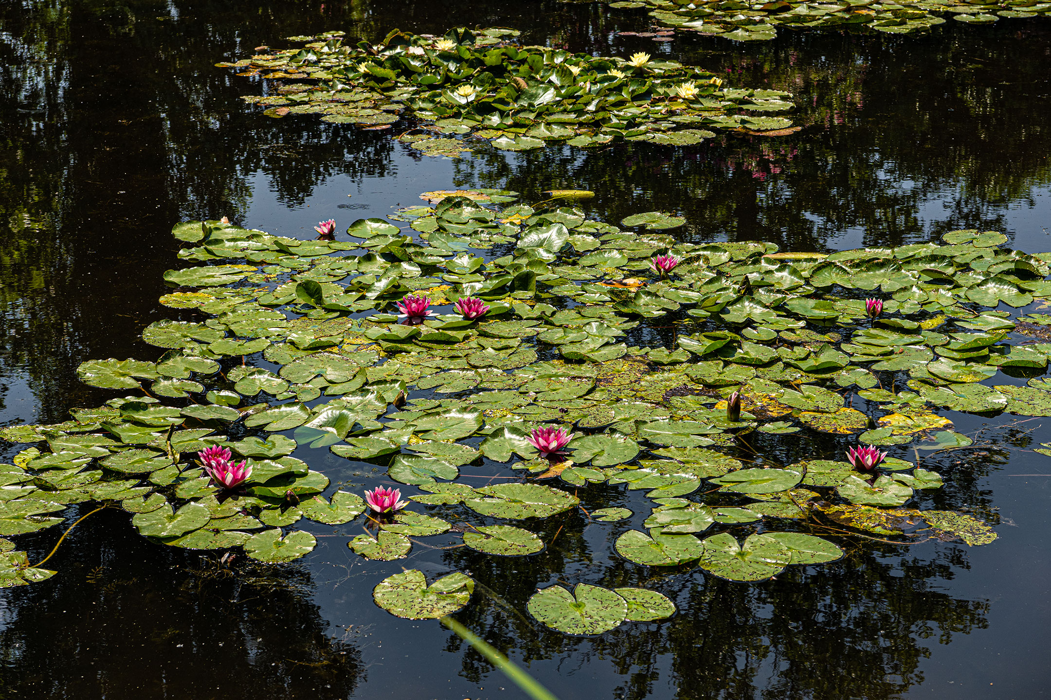 Haus von Claude Monet - Wassergarten
