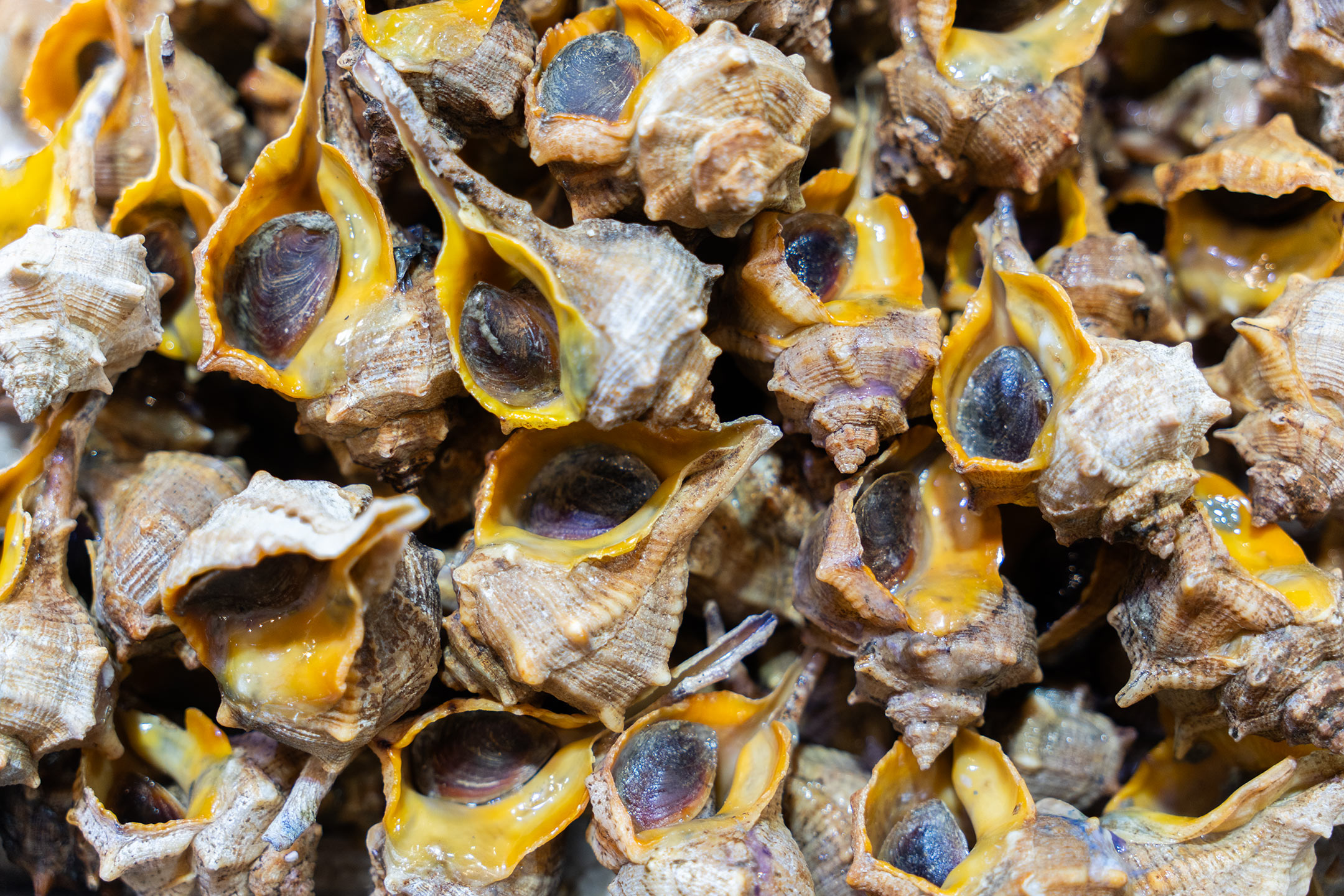 Jerez de la Frontera