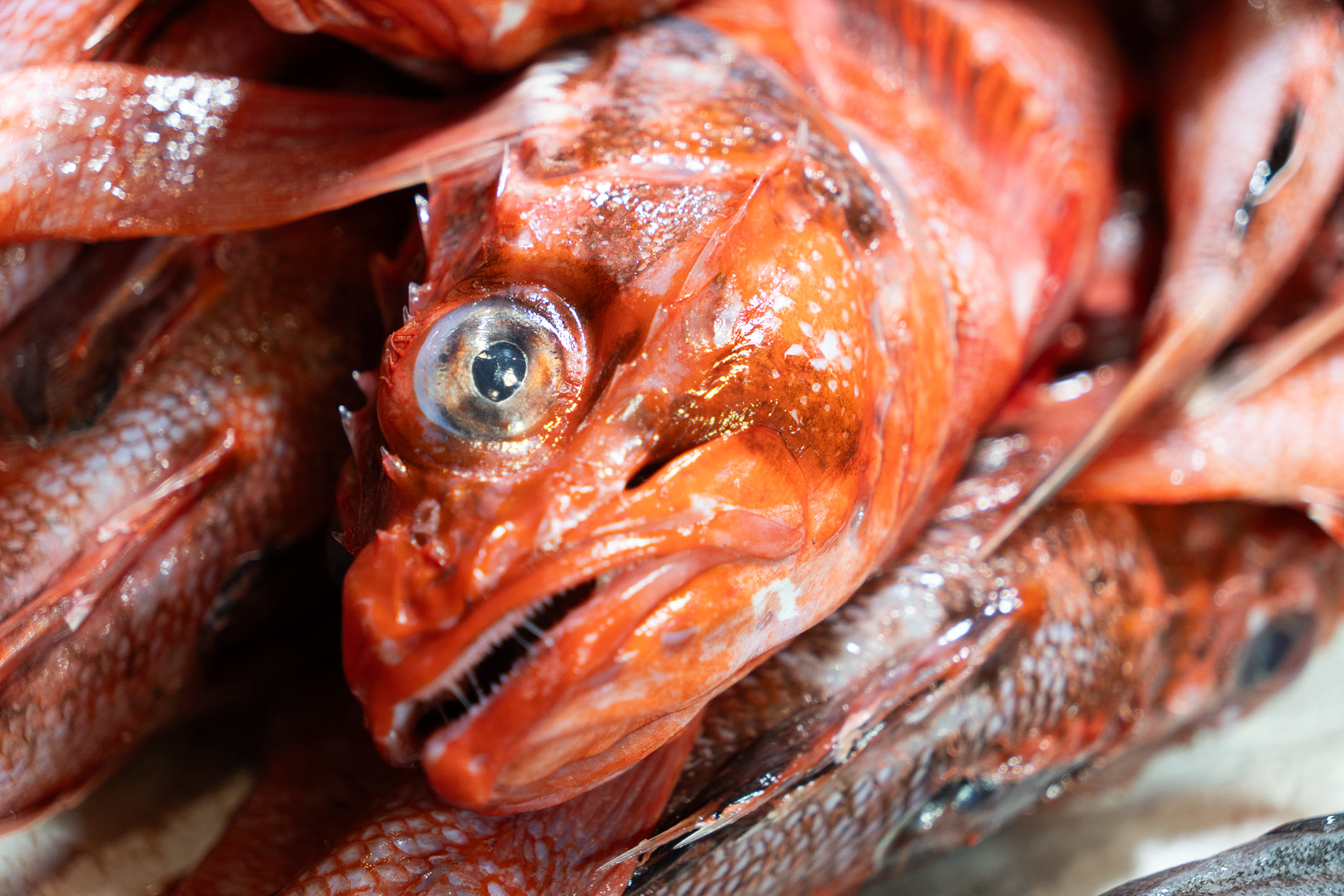 Jerez de la Frontera