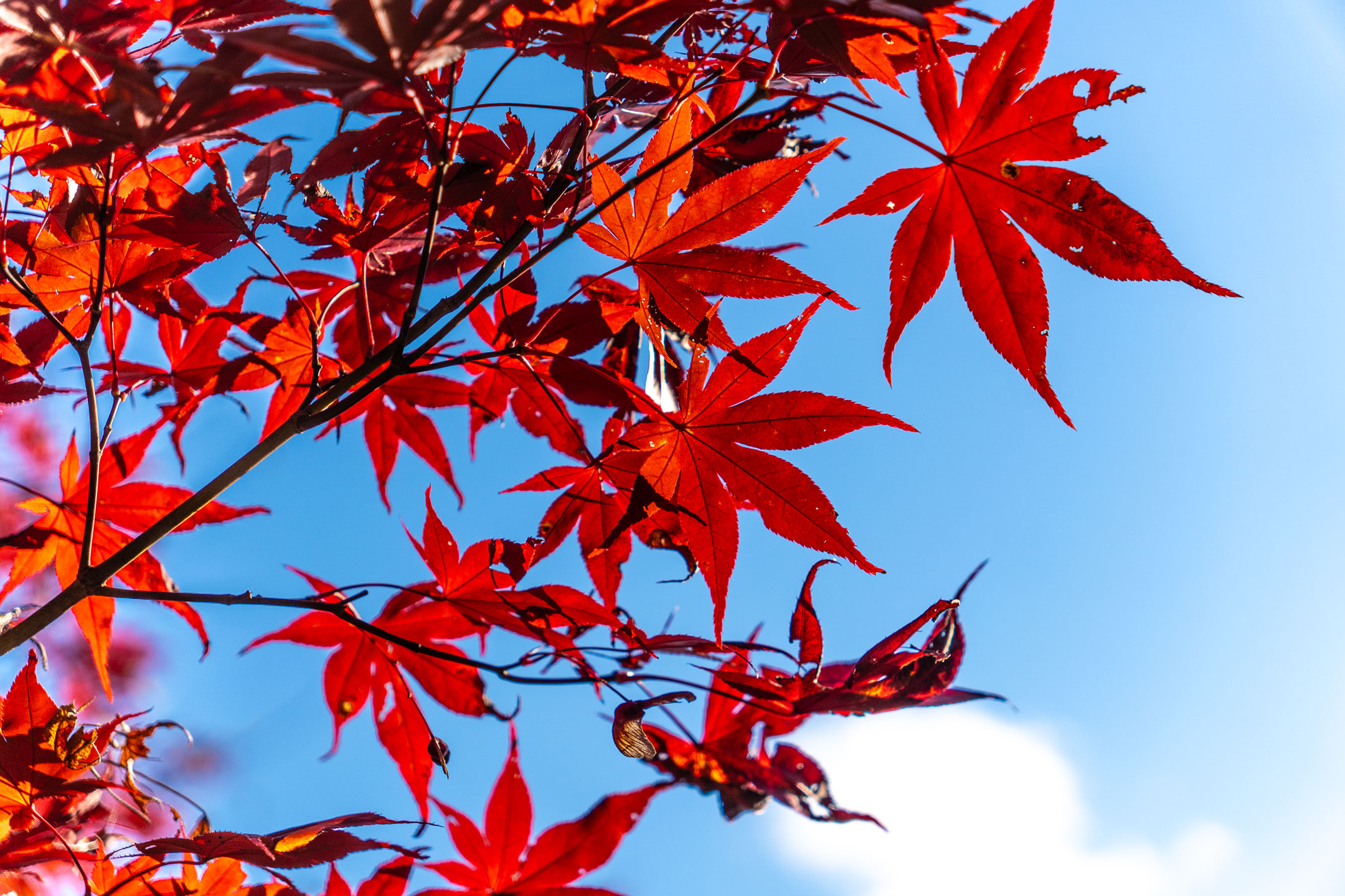 Pilgerweg Kumano Kodo