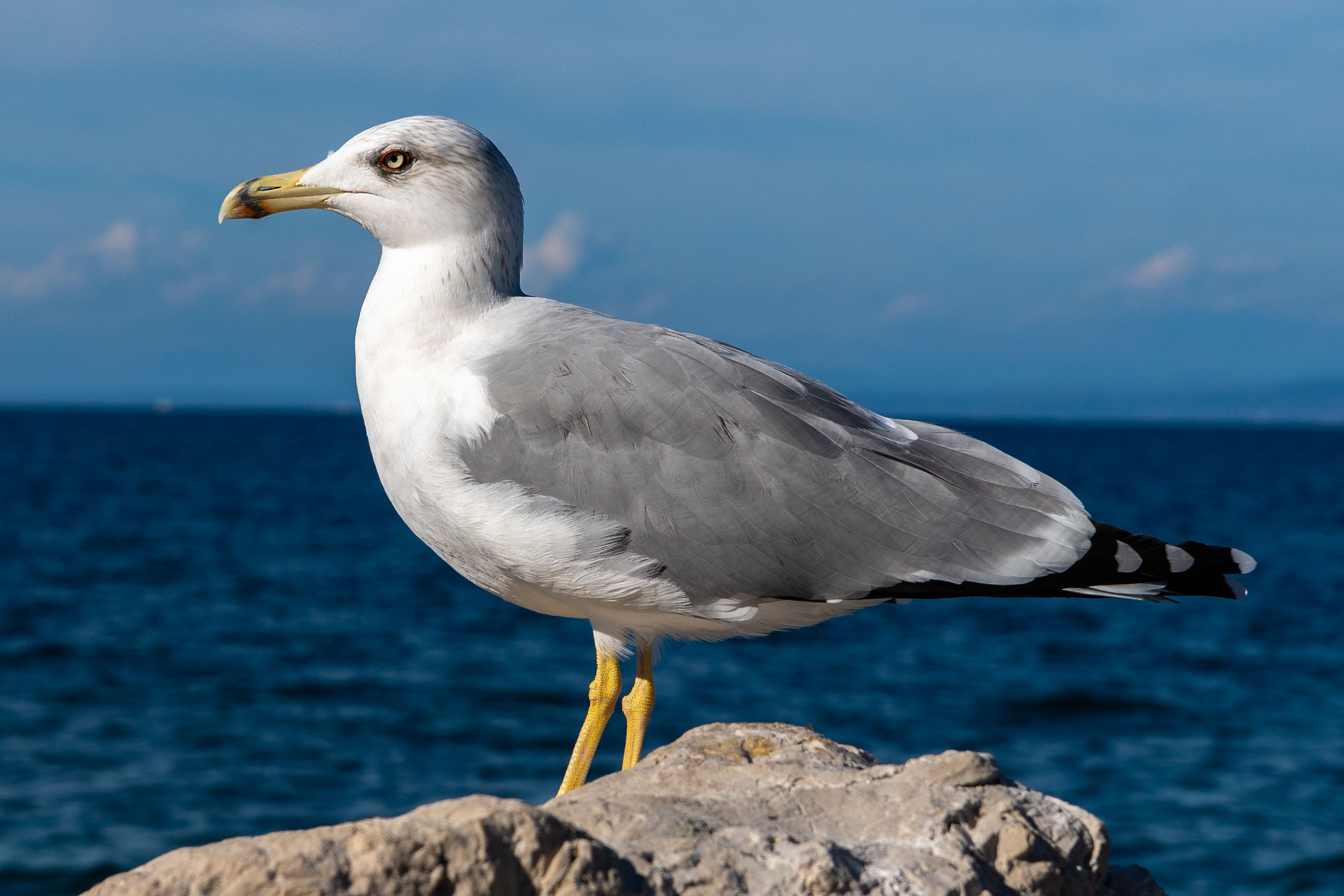 Piran