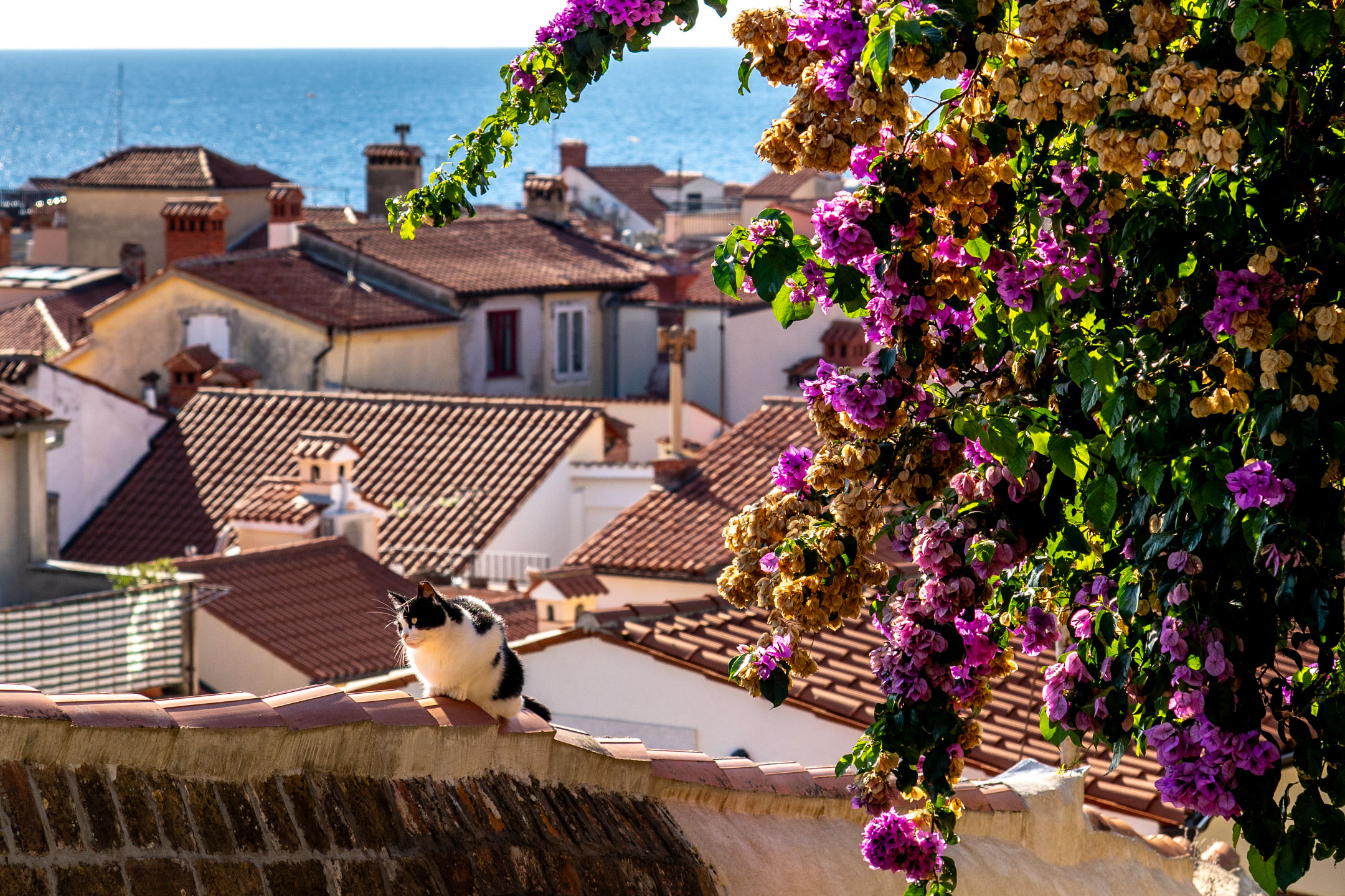 Piran